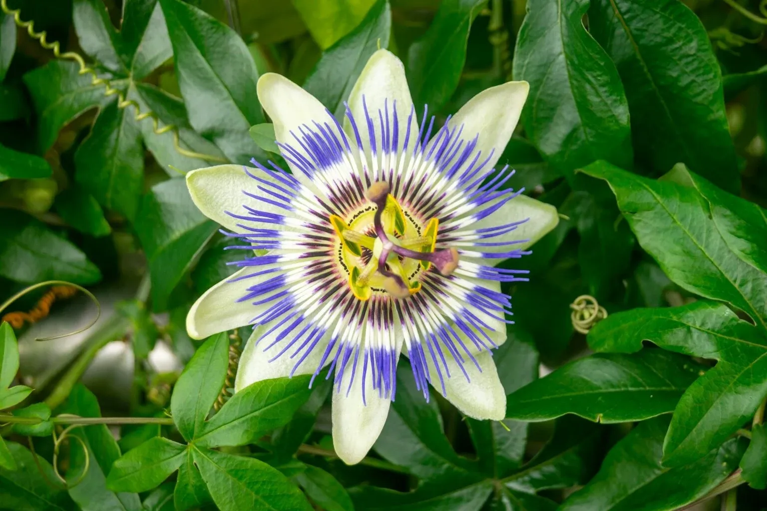 Flor de la pasión